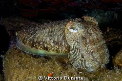 MACRO OF A CUTTLEFISH by Vittorio Durante 